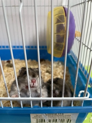 Vand hamsteri pitici - imagine 3