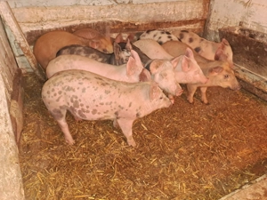 Vând purcei și șoldani  - imagine 4