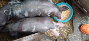 Vând purcei rasă pietran greutate 25-30 kg bucata