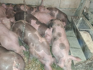 Vând purcei și șoldani  - imagine 5