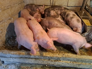 Vând purcei și șoldani  - imagine 4