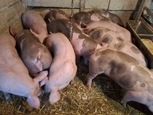 Vând purcei și șoldani  - imagine 3