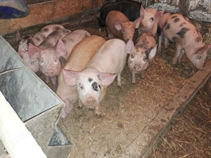 Vând purcei și șoldani  - imagine 3