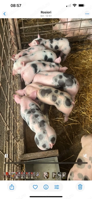 vind purcei de 5 saptamini