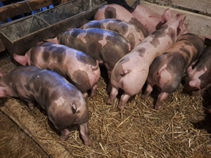 Vând purcei si șoldani, rasă de carne si mixtă - imagine 4