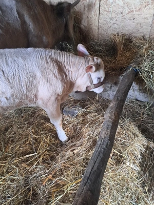 vitel de vinzare - imagine 3