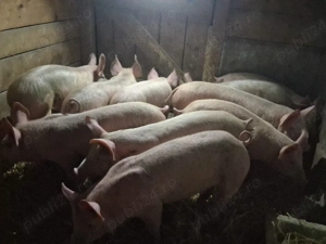 vând 10 soldani Rasa de calitate Marele Alb  40 kg (masculi castraţi)