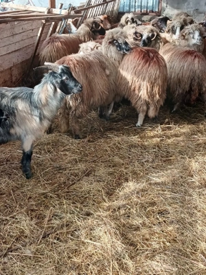 oi de vanzare  - imagine 4