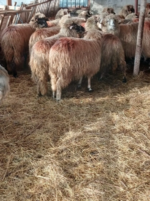 oi de vanzare  - imagine 5