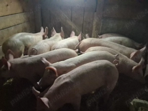 vând 10 soldani Rasa de calitate Marele Alb  40 kg (masculi castraţi) - imagine 2