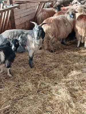 oi de vanzare  - imagine 3