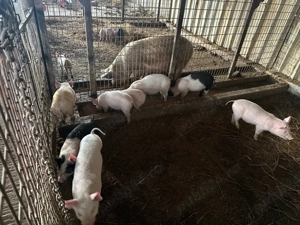 8 purcei marele alb - imagine 4