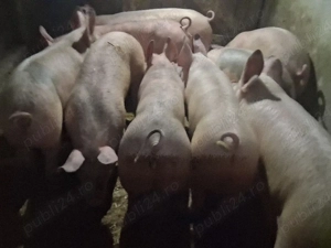 vând  22 soldani Rasa de calitate Marele Alb 50 kg (masculi castraţi)