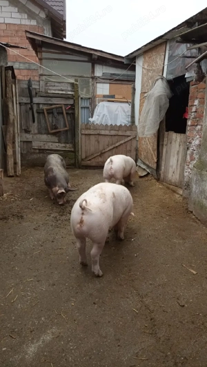 Vieri de vânzare pentru reproducție  - imagine 2