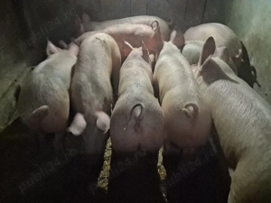 vând  22 soldani Rasa de calitate Marele Alb 50 kg (masculi castraţi) - imagine 2