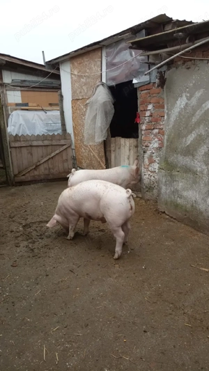 Vieri de vânzare pentru reproducție 