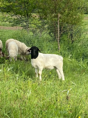 oi dorper de vanzare  - imagine 3