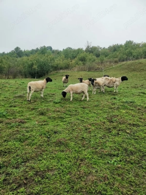 oi dorper de vanzare  - imagine 4