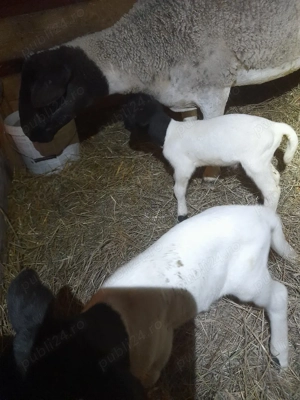 oi dorper de vanzare  - imagine 5