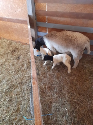 oi dorper de vanzare  - imagine 2