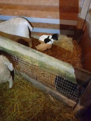 oi dorper de vanzare 