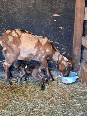 Capre cu iezi - imagine 4