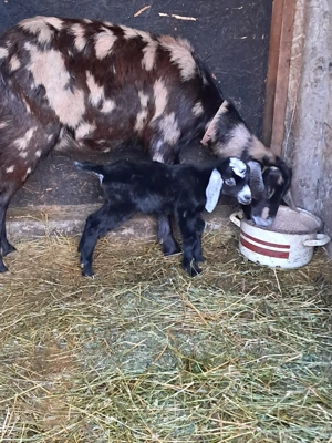 Capre cu iezi - imagine 2