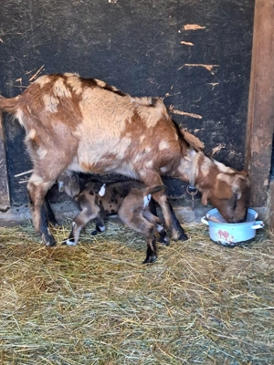 Capre cu iezi - imagine 3