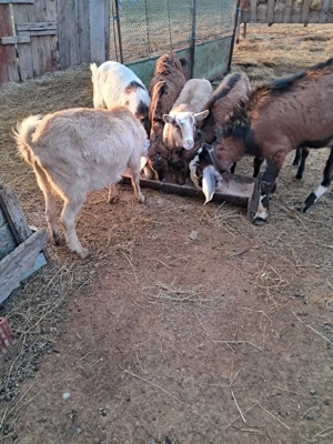 Capre de vanzare  - imagine 2