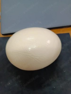 Vând ouă de struț 