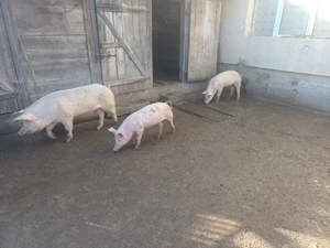 vand porci si soldani   - imagine 4