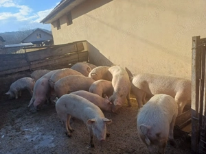 vand porci si soldani  