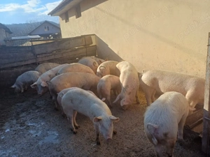 vand porci si soldani   - imagine 3