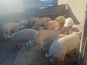 vand porci si soldani   - imagine 2