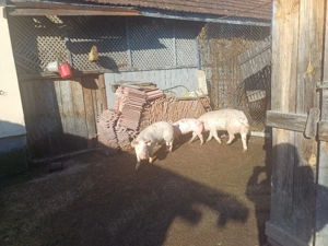 vand porci si soldani   - imagine 5