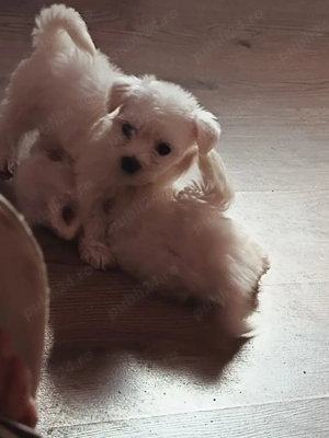 Cățelușe bichon maltez