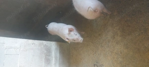 Grasuni de vânzare  - imagine 3