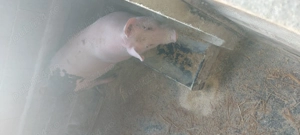 Grasuni de vânzare  - imagine 2