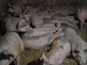 vând soldani 75-80 kg (masculi castraţi)