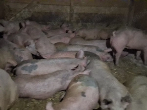 vând soldani 75-80 kg (masculi castraţi) - imagine 2