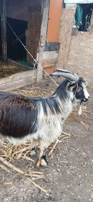 vand tap de 1an  - imagine 2