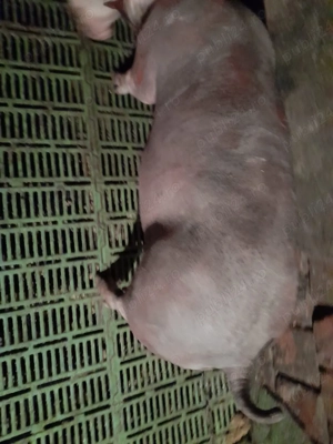 vand porci pietran - imagine 3