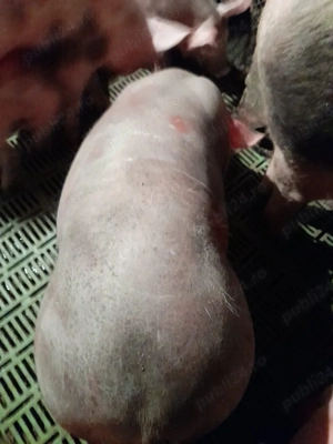 vand porci pietran - imagine 2