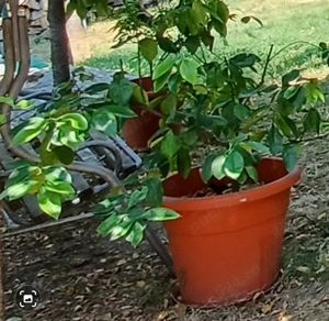 Vând lamâi - imagine 2