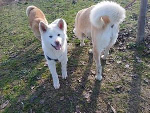 Cățeluși akita inu japonez - imagine 2