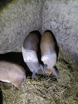 Vând două grăsune !! - imagine 4