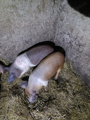 Vând două grăsune !! - imagine 2