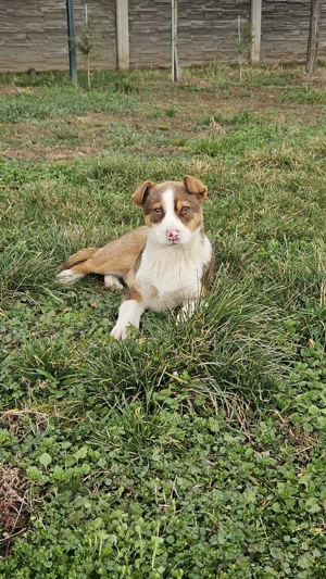 Ofer spre donație 2 cățelușe - imagine 2