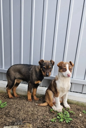 Ofer spre donație 2 cățelușe