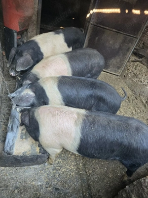 Porci BAZNA, porci cu genetică de clasă!